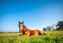 importance of horse relaxation