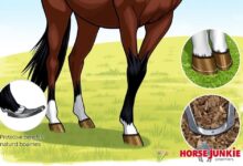 why do horses need shoes